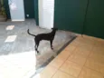 Cirilo