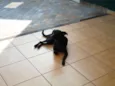 Cirilo
