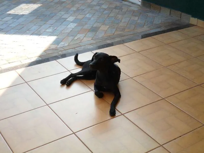 Cachorro ra a SRD idade 1 ano nome Cirilo