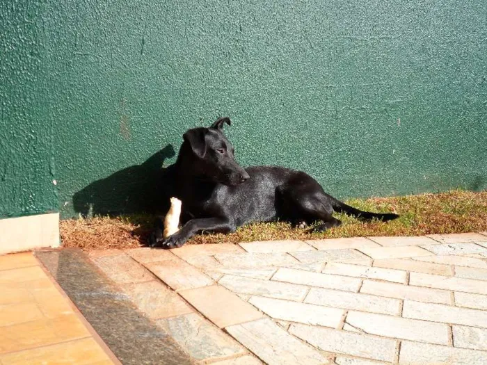 Cachorro ra a SRD idade 1 ano nome Cirilo