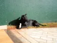 Cirilo