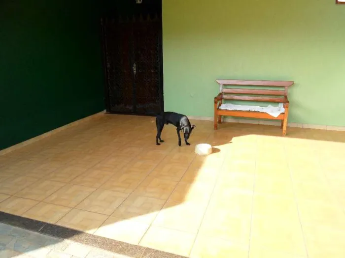 Cachorro ra a SRD idade 1 ano nome Cirilo