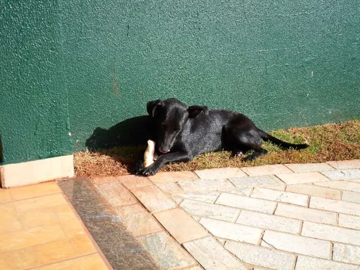 Cachorro ra a SRD idade 1 ano nome Cirilo