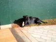 Cirilo
