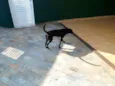 Cirilo