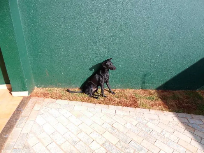 Cachorro ra a SRD idade 1 ano nome Cirilo