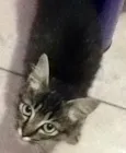 Não tem