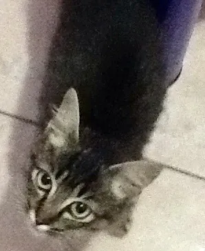 Gato ra a  idade 2 a 6 meses nome Não tem