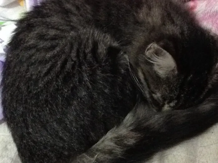 Gato ra a  idade 2 a 6 meses nome Não tem