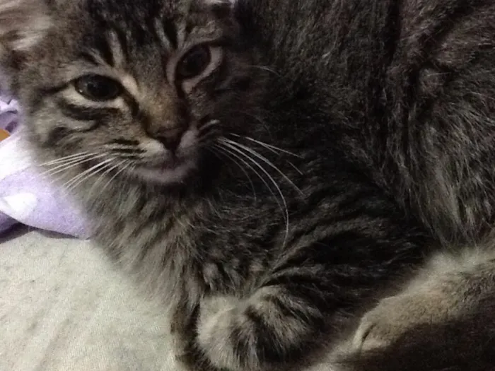 Gato ra a  idade 2 a 6 meses nome Não tem