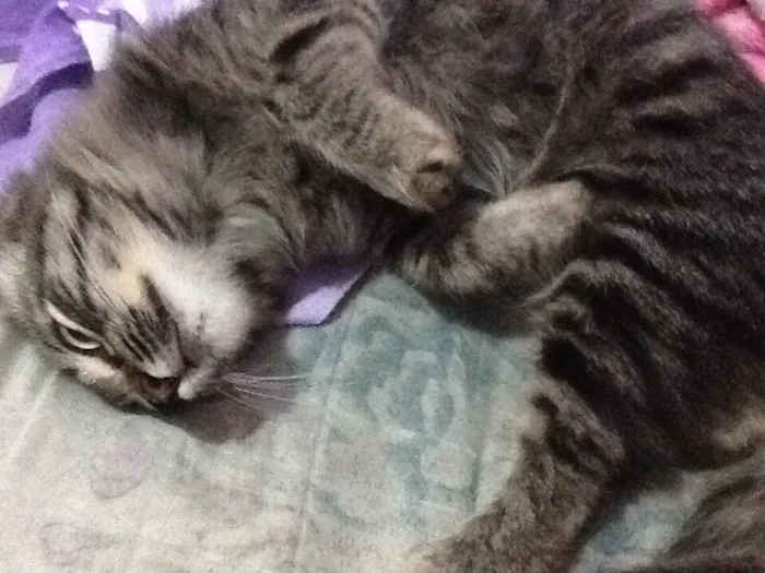 Gato ra a  idade 2 a 6 meses nome Não tem