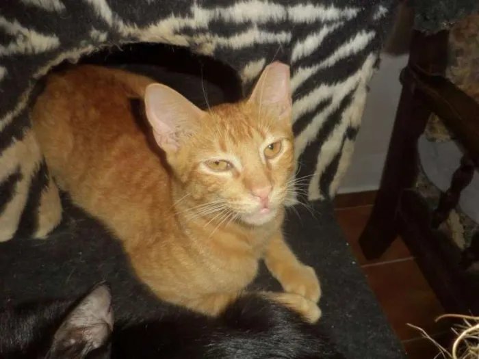 Gato ra a SRD idade 2 a 6 meses nome Caramelo