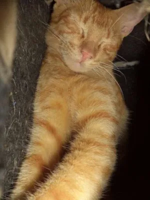 Gato raça SRD idade 2 a 6 meses nome Caramelo