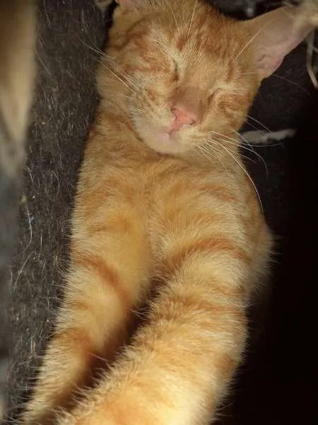 Gato ra a SRD idade 2 a 6 meses nome Caramelo