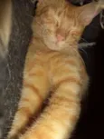 Caramelo