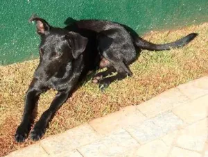 Cachorro raça SRD idade 1 ano nome Cirilo