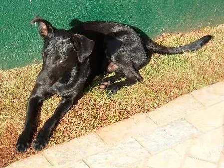 Cachorro ra a SRD idade 1 ano nome Cirilo