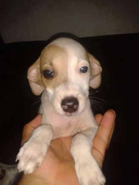 Cachorro ra a Viralata idade 2 a 6 meses nome Vários