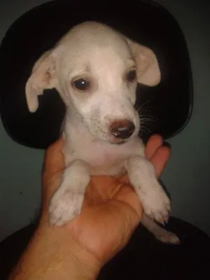 Cachorro raça Viralata idade 2 a 6 meses nome Vários