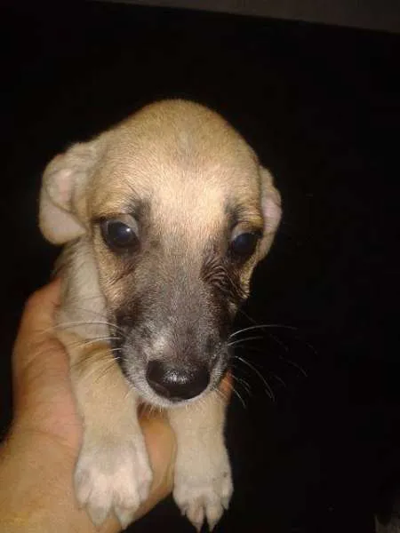 Cachorro ra a Viralata idade 2 a 6 meses nome Vários