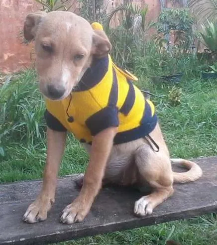 Cachorro ra a VIRALATA idade 2 a 6 meses nome PRADA