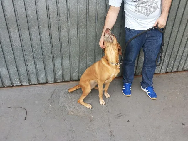 Cachorro ra a Labrador / Fila idade 6 ou mais anos nome Duda