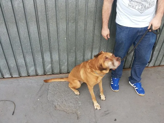 Cachorro ra a Labrador / Fila idade 6 ou mais anos nome Duda
