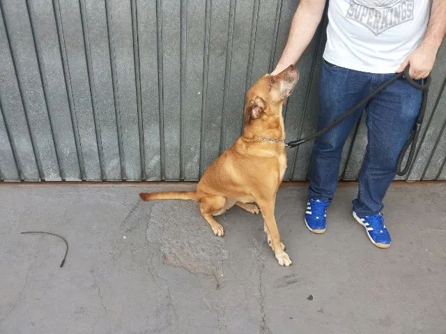 Cachorro ra a Labrador / Fila idade 6 ou mais anos nome Duda