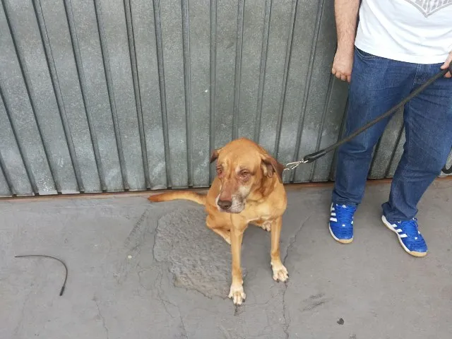 Cachorro ra a Labrador / Fila idade 6 ou mais anos nome Duda