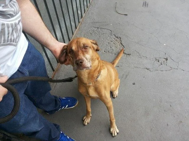Cachorro ra a Labrador / Fila idade 6 ou mais anos nome Duda