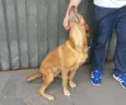 Duda
