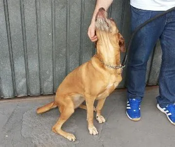 Cachorro ra a Labrador / Fila idade 6 ou mais anos nome Duda