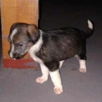 Cachorro ra a SRD idade Abaixo de 2 meses nome AuAu