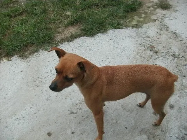 Cachorro ra a Pinscher idade 5 anos nome Neguinha