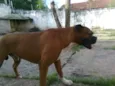 BIDU