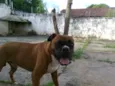 BIDU