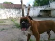 BIDU