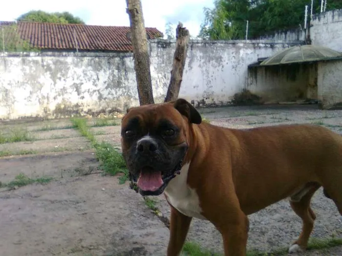 Cachorro raça Boxer idade 6 ou mais anos nome BIDU