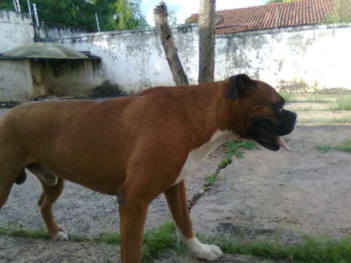 Cachorro raça Boxer idade 6 ou mais anos nome BIDU