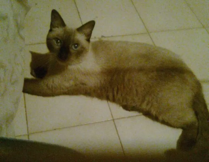 Gato raça Siamês idade 6 ou mais anos nome MIÚ
