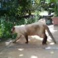 MIÚ