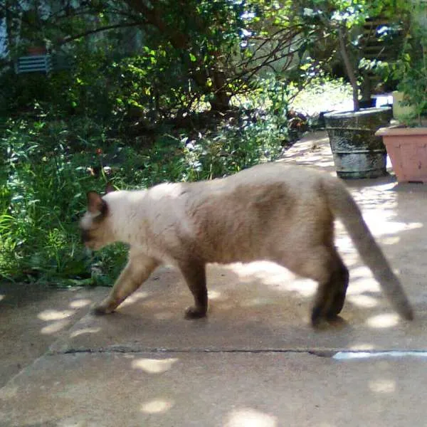 Gato raça Siamês idade 6 ou mais anos nome MIÚ