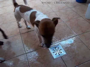 Cachorro raça SRD idade 1 ano nome Romário