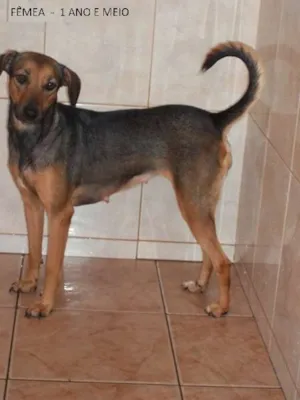 Cachorro raça SRD idade 1 ano nome Capytu