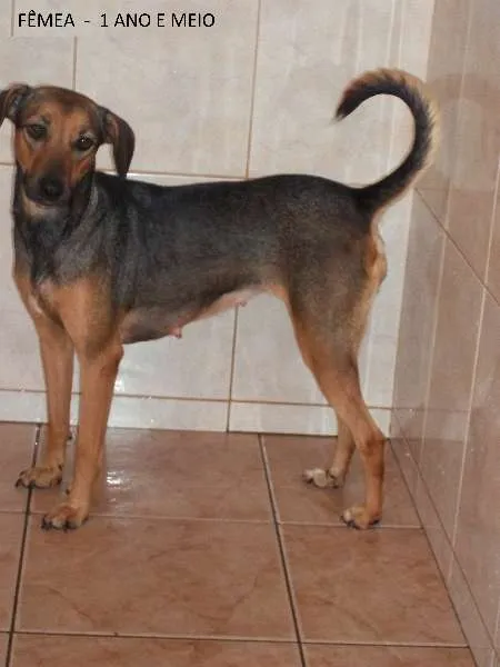 Cachorro ra a SRD idade 1 ano nome Capytu