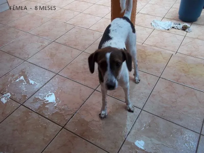 Cachorro ra a SRD idade 7 a 11 meses nome Zoiuda