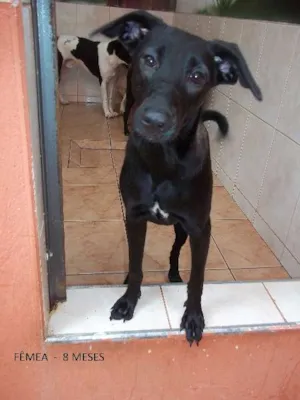 Cachorro raça SRD idade 7 a 11 meses nome Pretinha