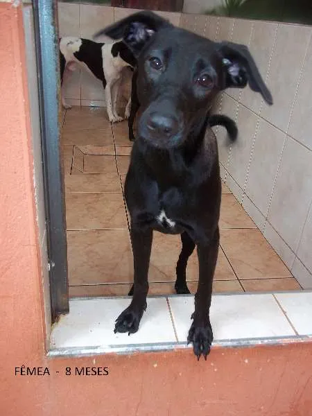 Cachorro ra a SRD idade 7 a 11 meses nome Pretinha