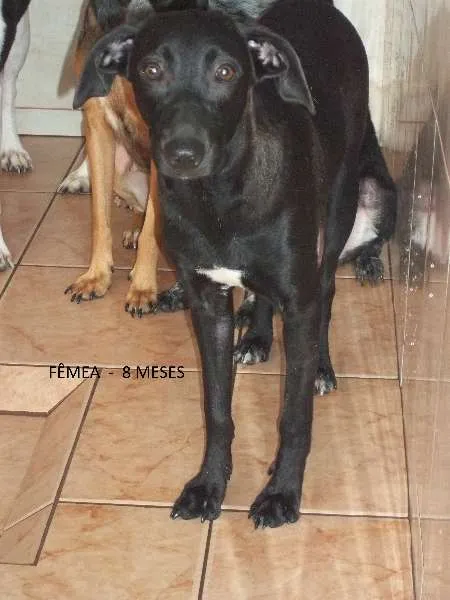 Cachorro ra a SRD idade 7 a 11 meses nome Mulata