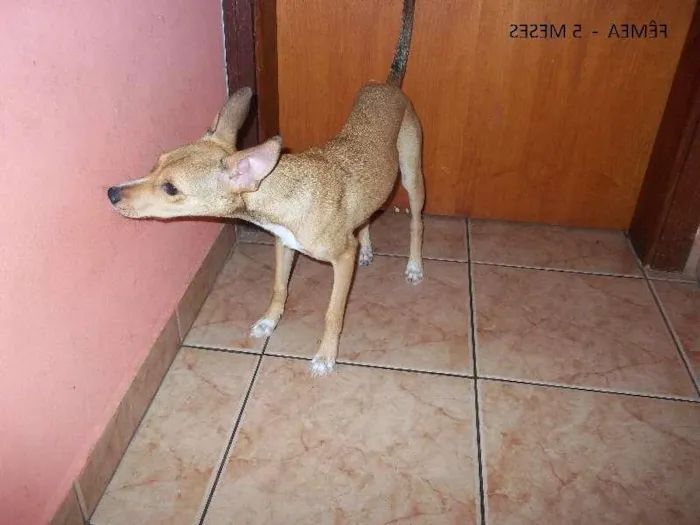 Cachorro ra a SRD idade 2 a 6 meses nome Paulinha